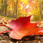 fall leaf