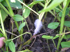 Cover photo for Sclerotinia Blight Alert