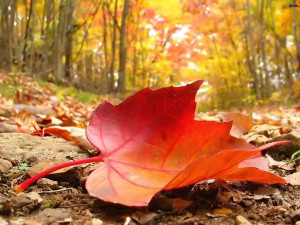 Cover photo for Register Now for Fall Gardening Classes