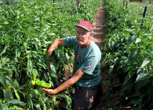 Grower Doug Jones with his pepper crop at Piedmont Biofarm