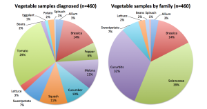 Cover photo for What to Expect for Vegetable Diseases in 2014