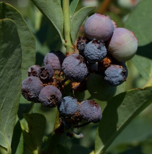 cranberry fruitworm in blueberry