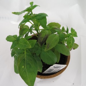 Cover photo for Basil Downy Mildew Reported in North Carolina