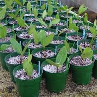 Cover photo for EMGV 16th Annual Passalong Plant Sale