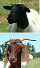 Cover photo for Small Ruminant Workshop