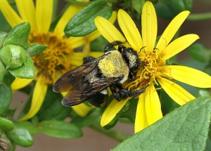 Cover photo for Summer Snapshots From Extension's Pollinator Paradise Garden