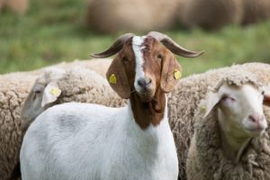 Cover photo for 2019 Guilford County Youth Livestock Show