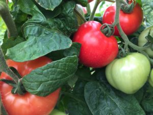Cover photo for Vegetable Production Update-May 11th, 2018