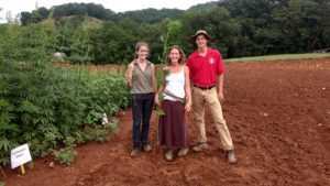 Cover photo for 2017 Pictures From the NCSU Industrial Hemp Trials in Western NC