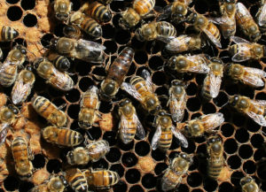 Cover photo for NCDA&CS Announces Grant Program for Beekeeping and Farmland Preservation
