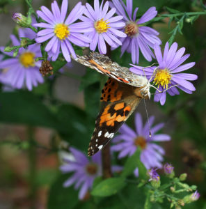Cover photo for Two Pollinator Garden Tours in October!