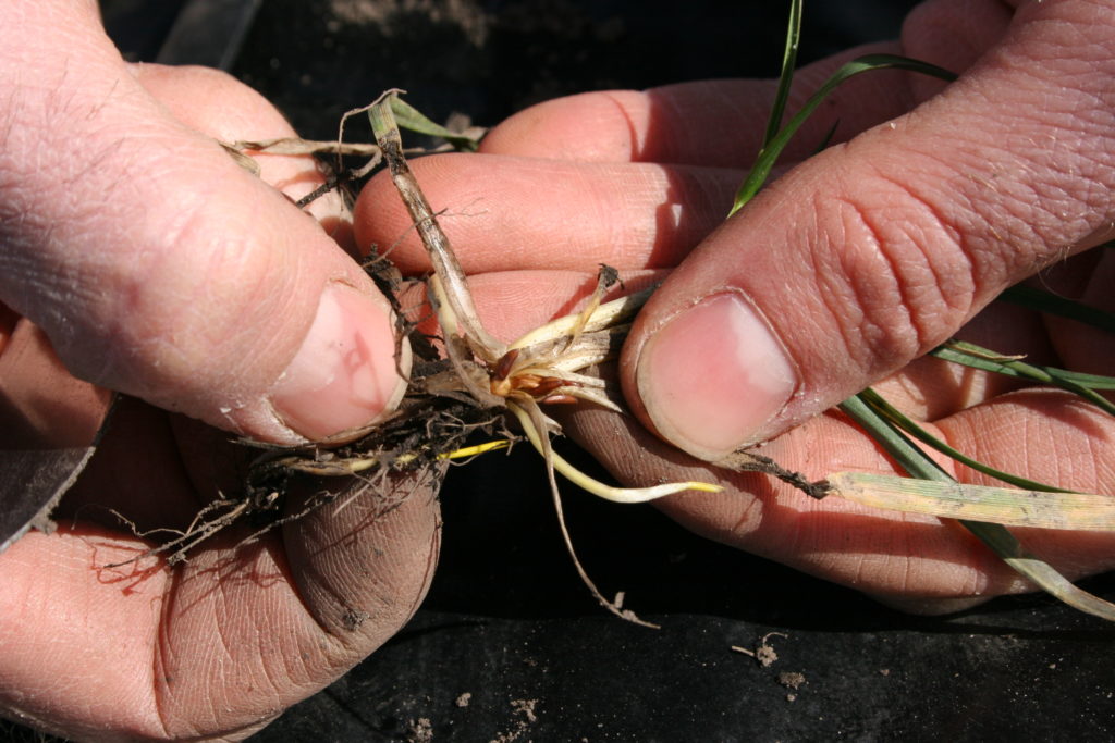 examining dead tillers for hessian fly pupae