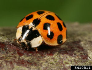 https://guilford.ces.ncsu.edu/wp-content/uploads/2017/11/multicolored-Asian-lady-beetle-300x227.jpg