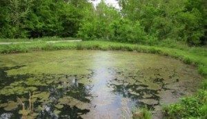 Cover photo for Aquatic Weed Control Information