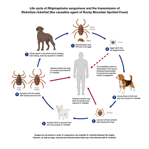 Typical lifecycle of brown dog ticks. https://www.cdc.gov/ticks/life_cycle_and_hosts.html