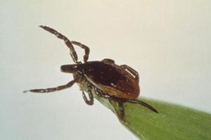 Tick "questing" or seeking out a host. https://content.ces.ncsu.edu/ticks-and-tick-borne-diseases Centers for Disease Control and Prevention