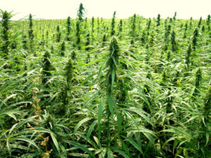 Cover photo for Industrial Hemp Interest Meeting