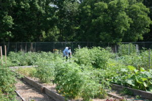 Cover photo for Community Garden Waitlist
