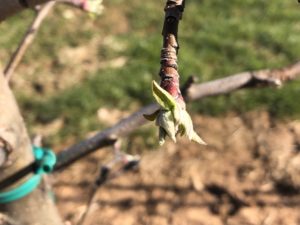 Cover photo for Apple Disease Update: 1/2 Green / Tight Cluster