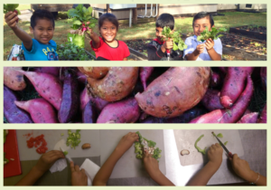 Cover photo for GCS-STEM School Garden Institute