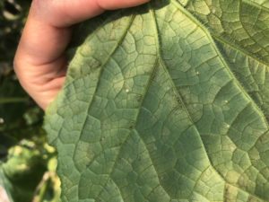 Cover photo for Cucumber Downy Mildew in Western North Carolina (7/30/2019)