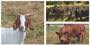 livestock series