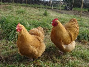 Cover photo for Tri-County Chicken Chain