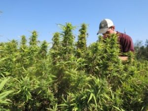 Person in hemp field