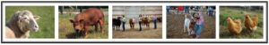 pictures of livestock