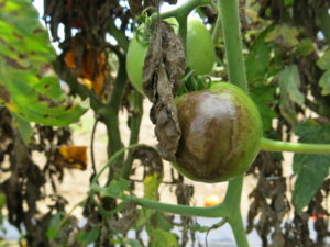 Late blight on tomato fruit