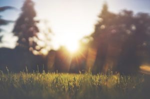 Cover photo for Planning and Growing Sustainable Cool Season Lawns