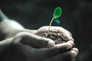 child holding seedling