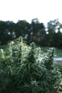 top colas of a cbd hemp plant in the field