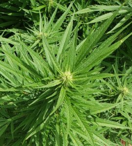 hemp, CBD, variety, cultivar, growth, fan leaves, apical flower