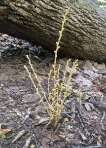 Cover photo for Beechdrops – A Native Parasitic Plant