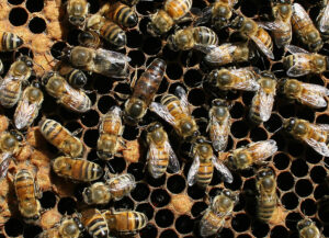 Cover photo for Beekeeping Webinars From the NC State Apiculture Program