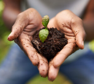 Cropped shot of a growing plant in a man's hands 