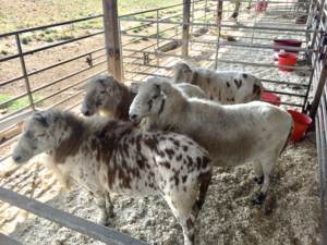 Cover photo for 2021 Southeast Ram Sales