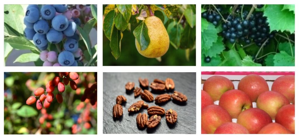 collage of fruit