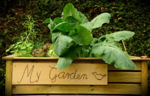 picture of container garden