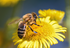 Cover photo for Beginner Beekeeping Course Starts February 2024