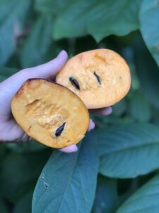 Cover photo for Derek Morris - Horticulture Technician shares his love for Pawpaws