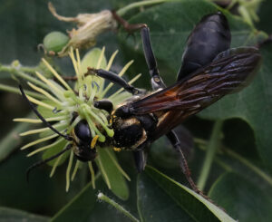 digger wasp on yellow passionflower
