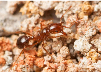 Taking the Fire Out of Fire Ants