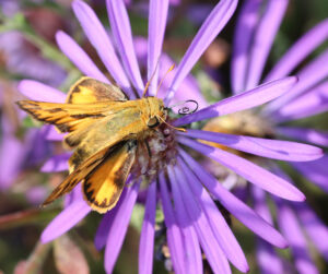 Fiery skipper on Georgia aster.