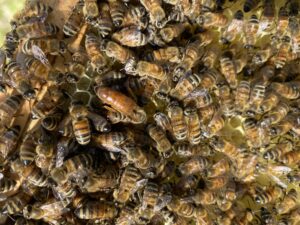 Cover photo for Swarm Into Beekeeping