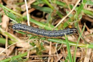 Cover photo for Fall Army Worm Control