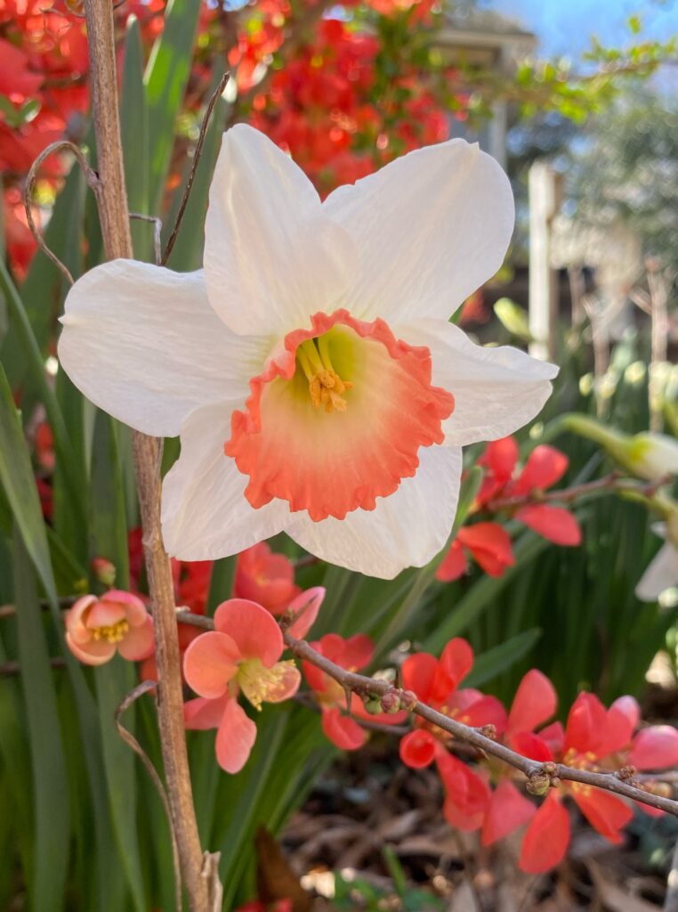 daffodil