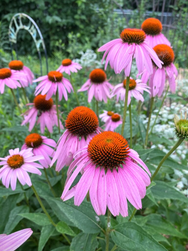 coneflowers