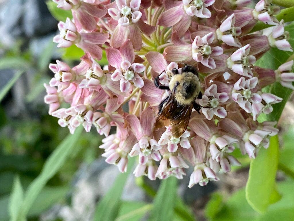 bee on a flower
